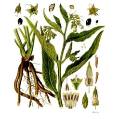 Strictly Medicinal Organic True Comfrey -Organic Plants Sales symphytum officinale