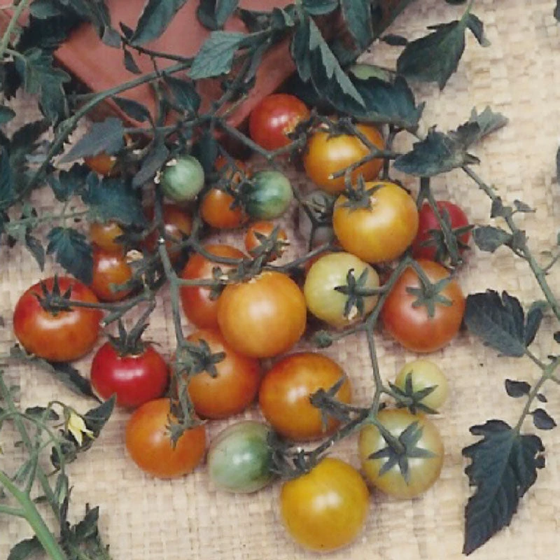 Organic Cherry Tomato, Bi-color (1 Oz) 2 Organic Cherry Tomato, Bi-color (1 Oz) - Image 2