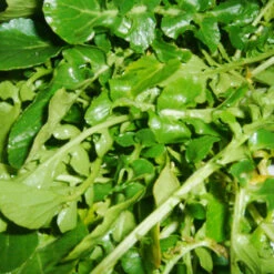 Organic Plants Sales -Organic Plants Sales watercress web